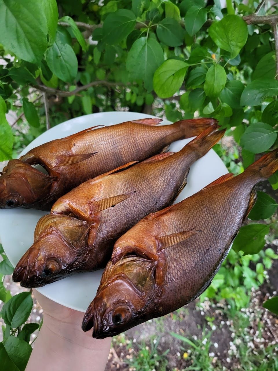 Рыба копченая окунь ,пелядь