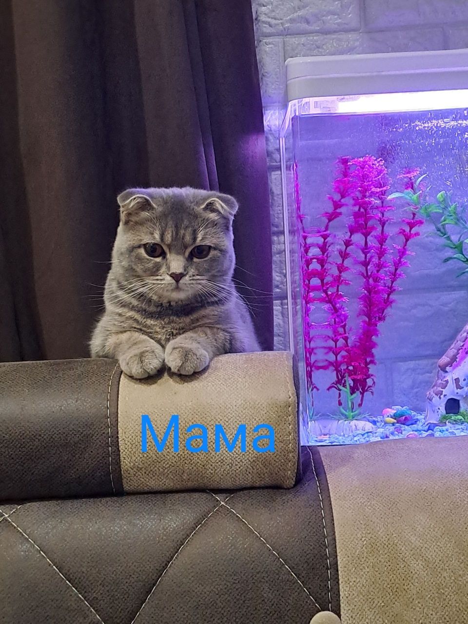 Продаются котята