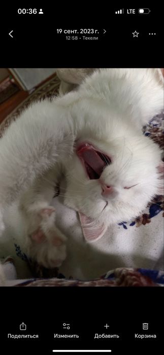 Катенок и кошечка