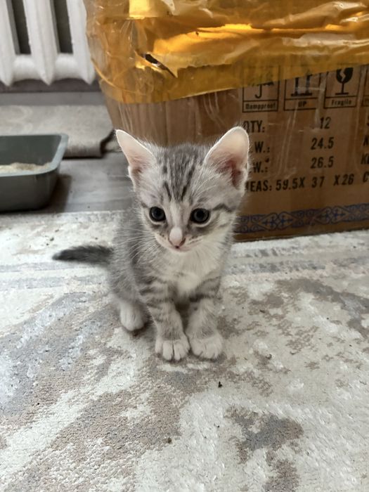 отдадим котят в добрые руки