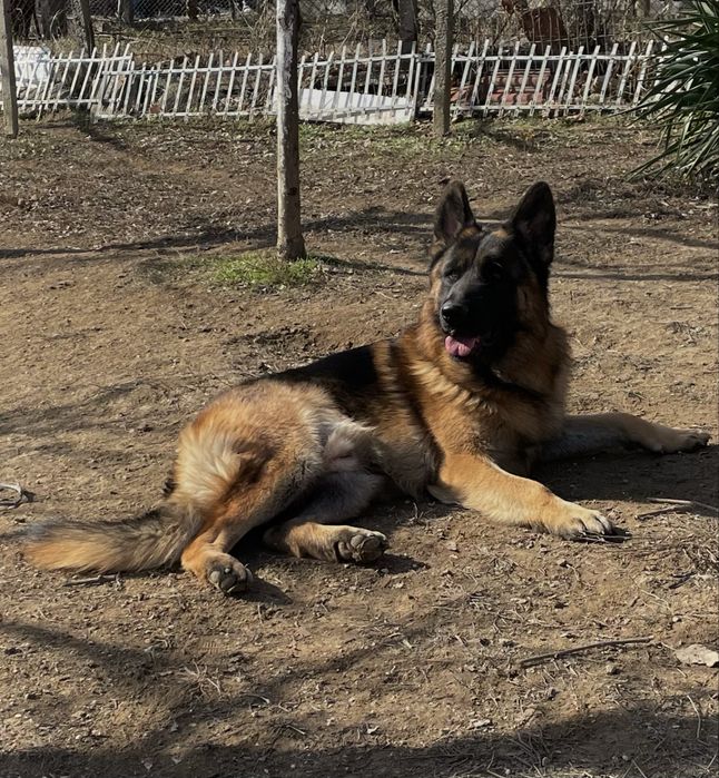 Немски Овчарки малки