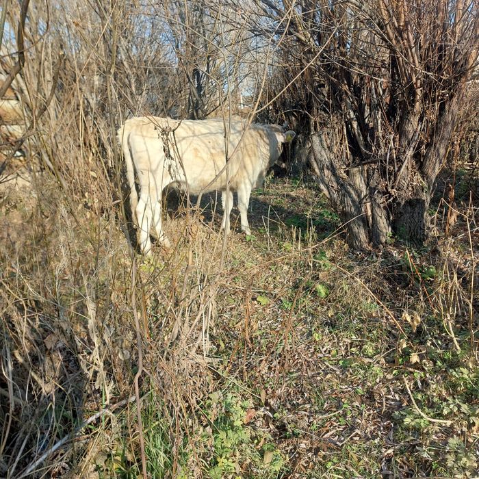 Соғымға тайынша сатылат