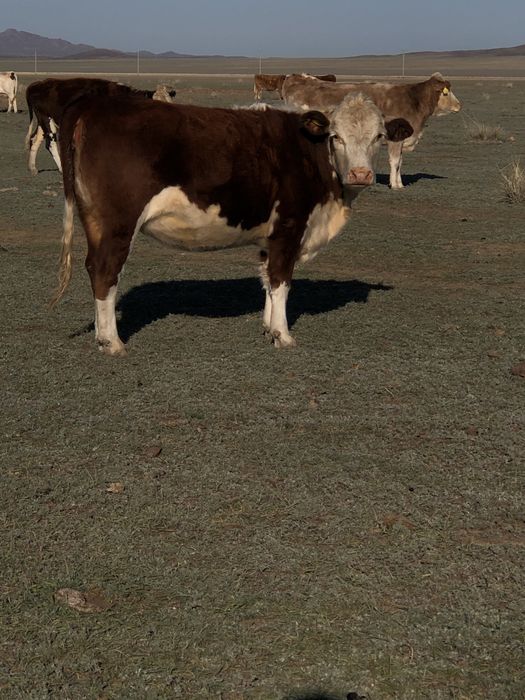 Соғымға семіз сиыр еті күздік мясо говядина молодняк