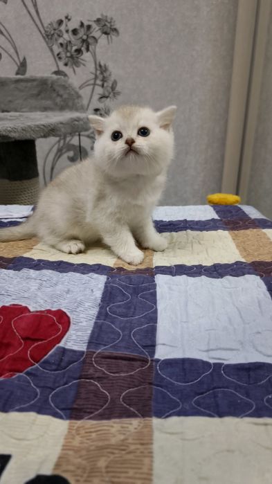Продаётся чистокровный шотландский котёнок мальчик