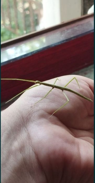 Продаются Анамские палочники