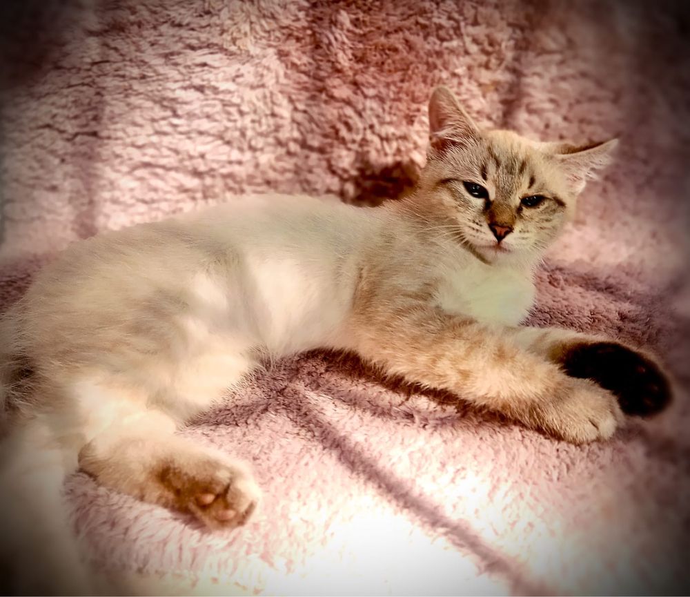 Котенок в добрые руки