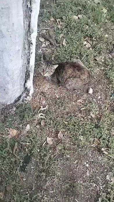 Кошечке нужен дом!