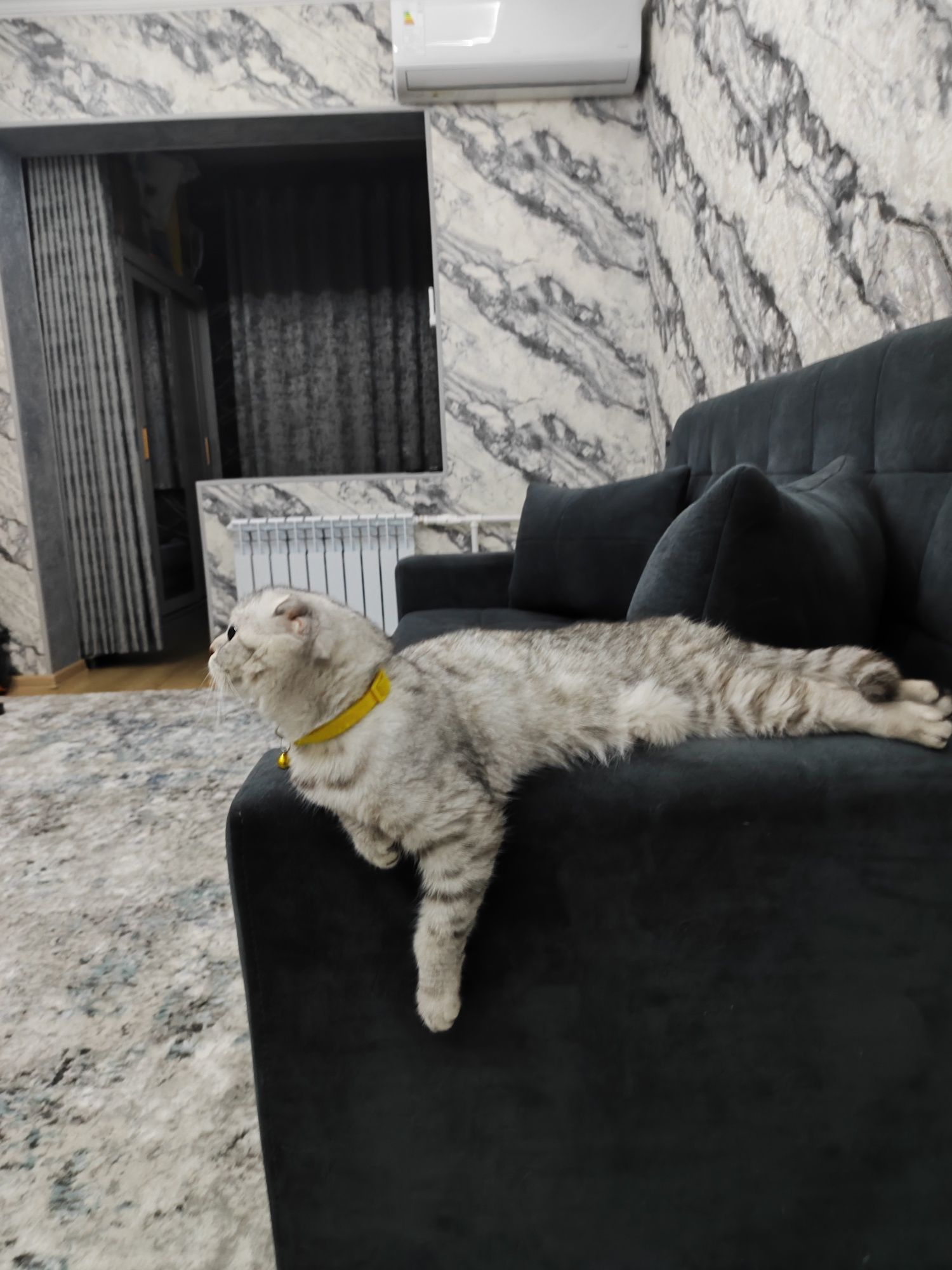 Продам свою кошку Лару