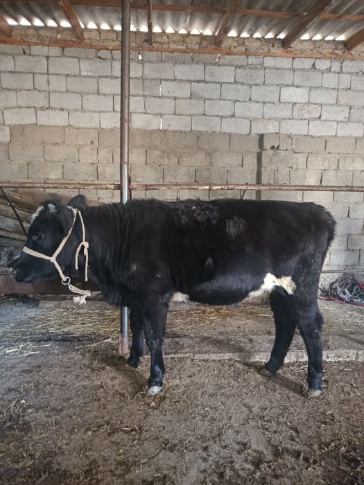 Ургашы мал сатылады