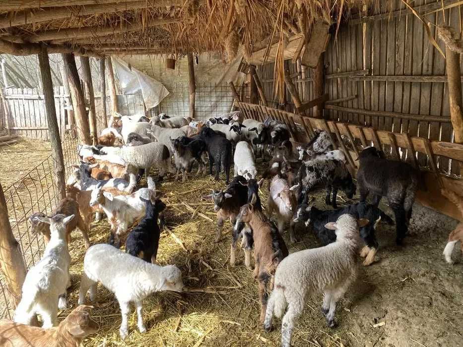 Tapi de prasila si de taiat crescuti natural