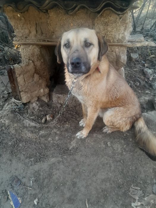 Собака бесплатно в хорошие руки