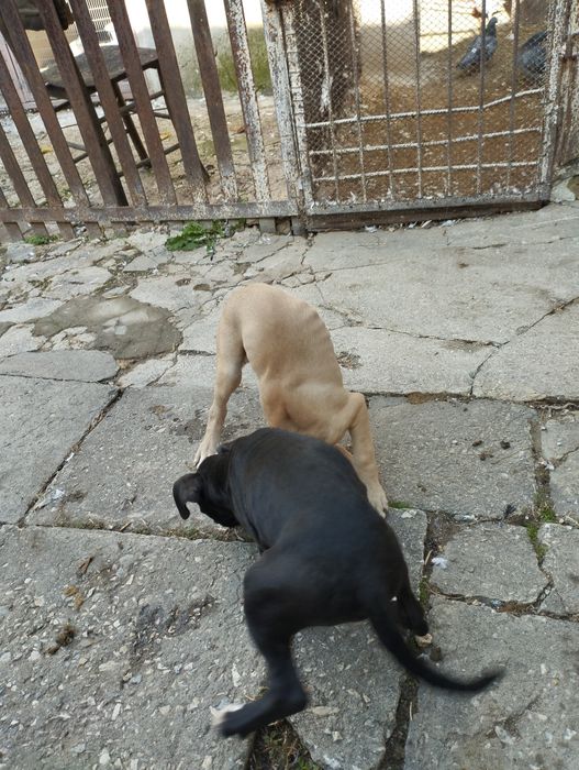 Питбул - 2 мъжки, 1 женско