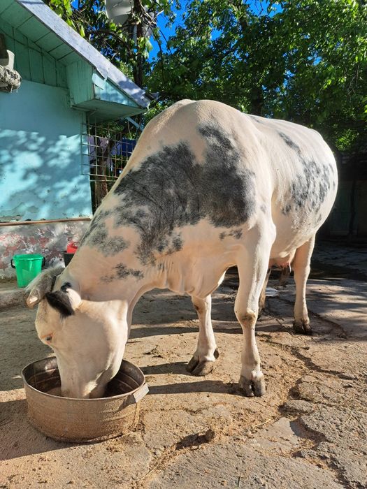 Vaca Bleu Belge.