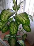 Floare de camera Dieffenbachia