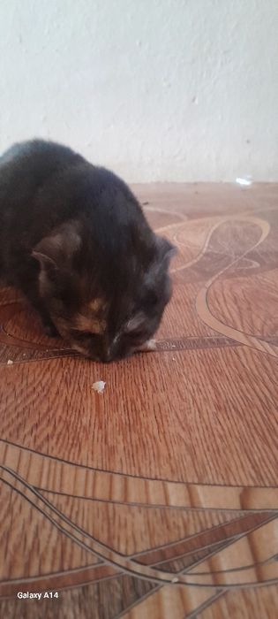 Котёнок шотландский порода