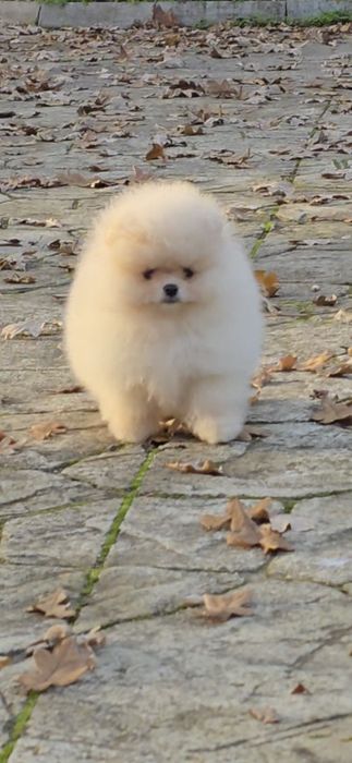 Померан,померанче мини момченца!