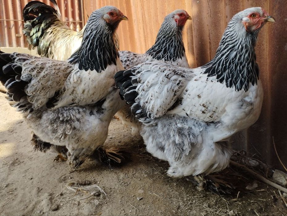 Bramalar ulgurji narxlarda donasi