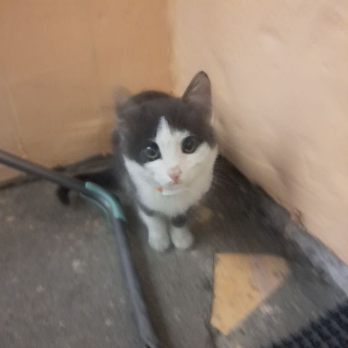 Котенок 4 месяца