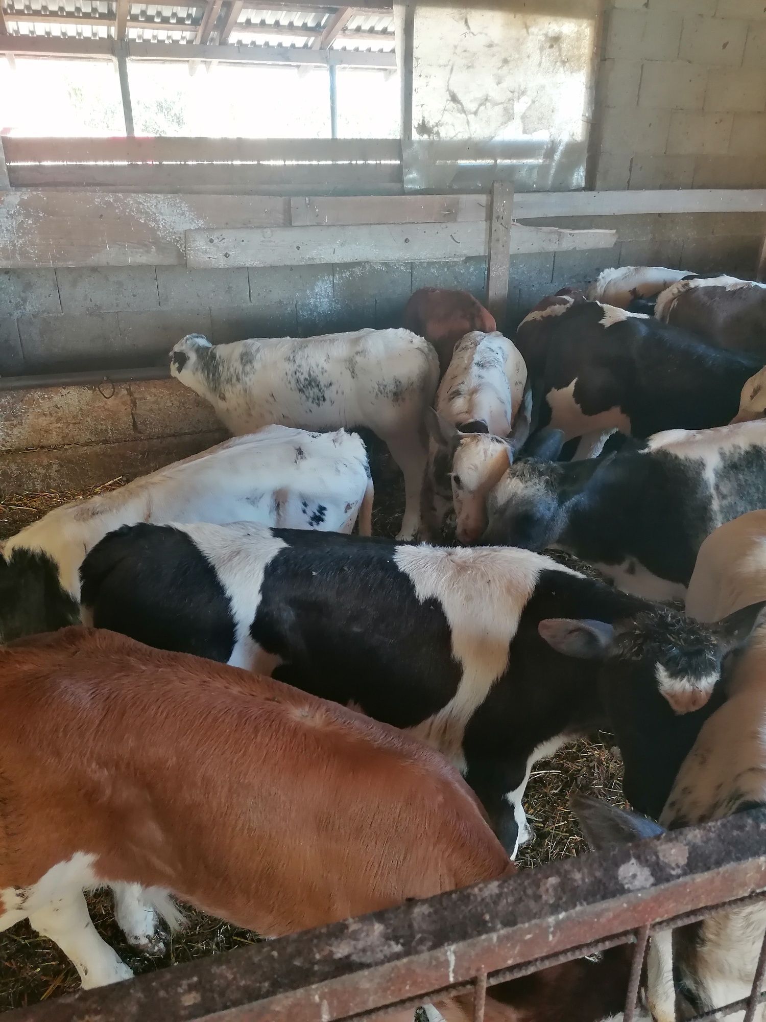 Vînd 25 buc viței sugari