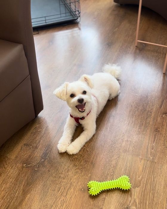 Toaletaj canin Campia Turzii