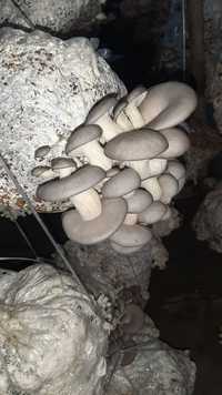 Семена грибов вешенки ка.12