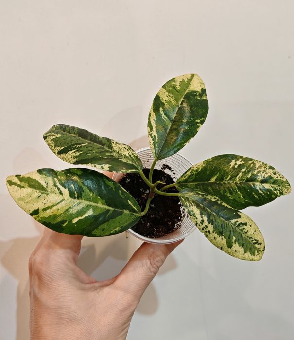 Сортовые фикусы, редкие сорта