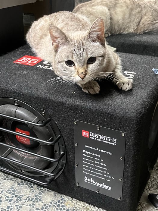 Продам саб Element-5