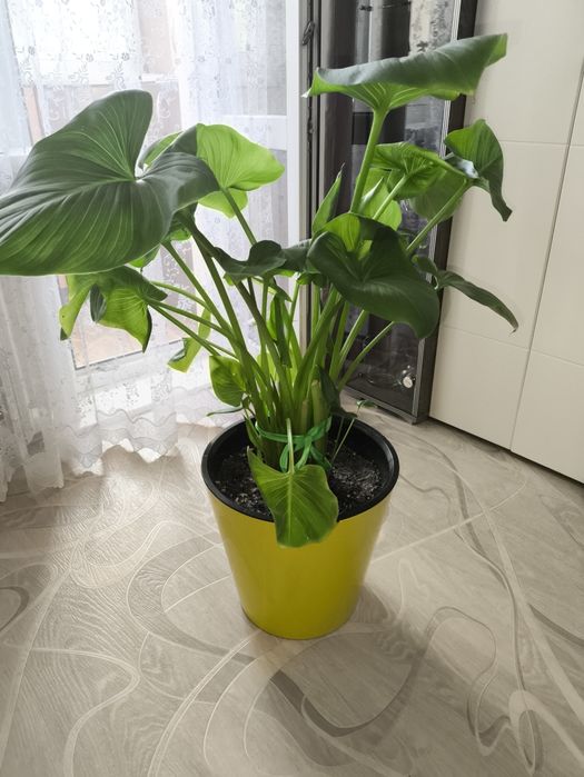 Продам каллу белую