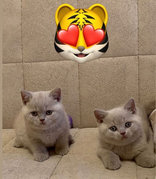 Британские котята лилового окраса