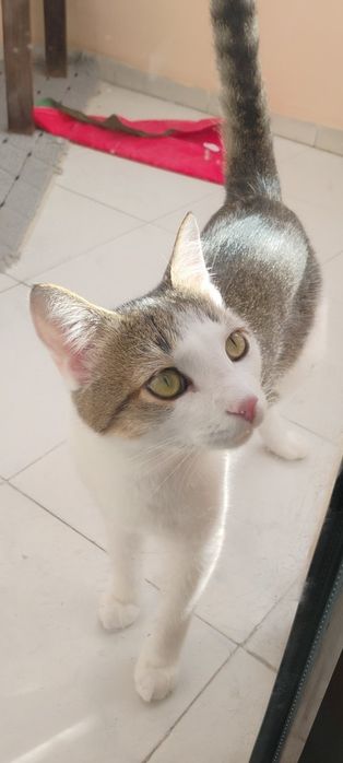 Коте порода Любов