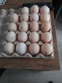 Vând ouă de la găini de rasă sussex si australorp