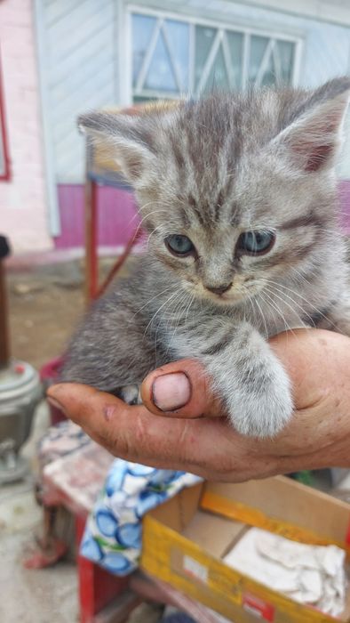 Отдам котят 2 месяца