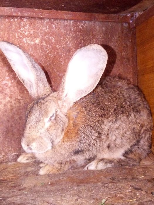 Продам кроликов породы Фландр им 5 месяцев