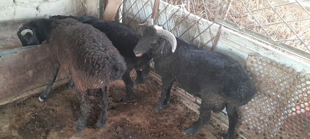 Mol va qo'chqorlar sotiladi