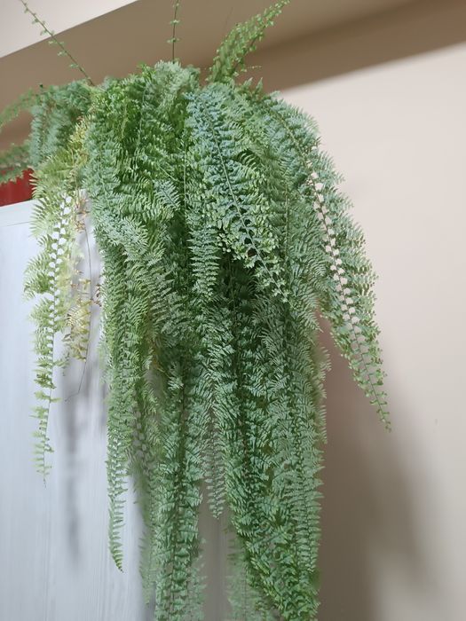 Продаю цветы папоротник, бегония, фикус, молочай