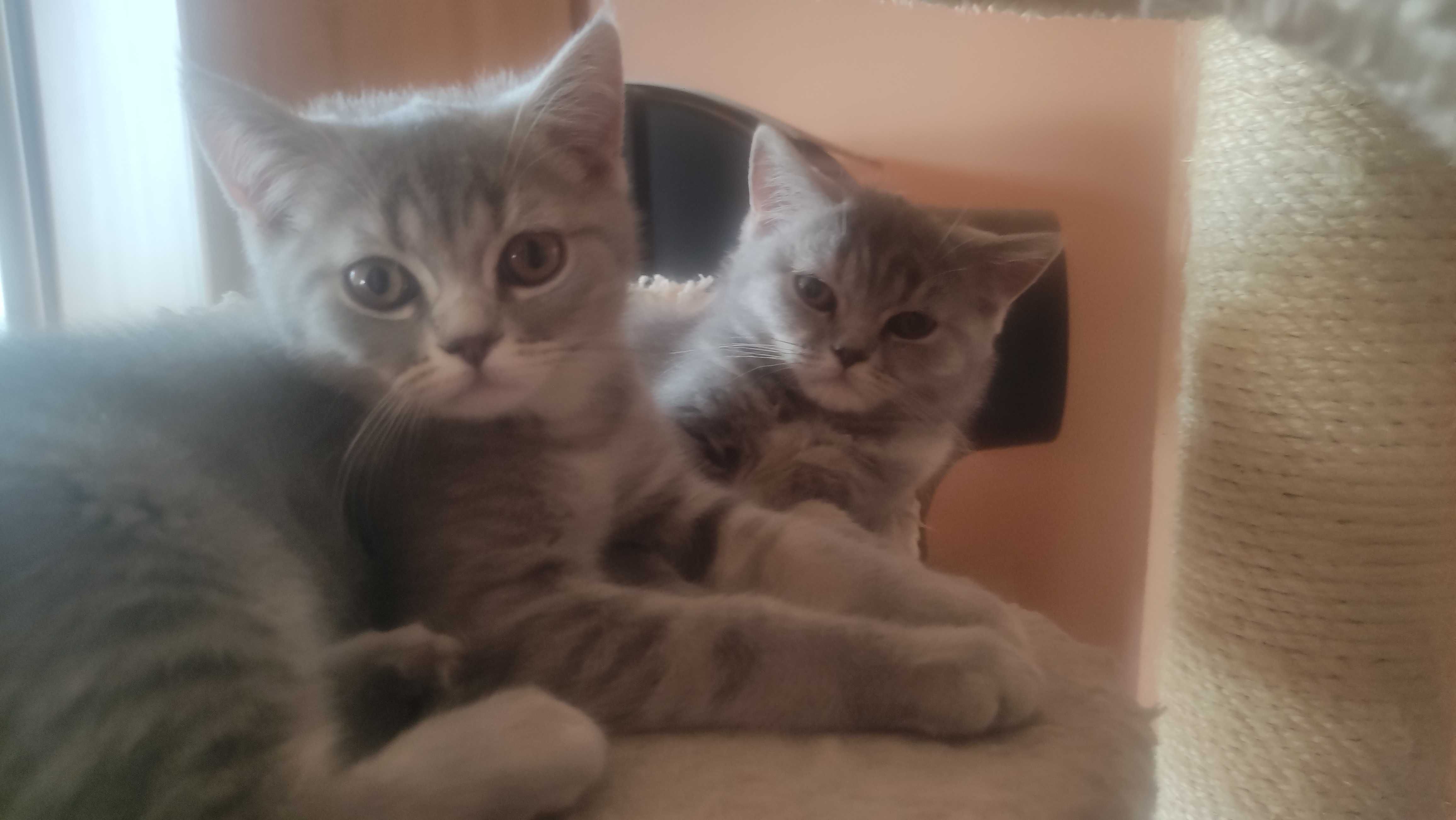 Малки игриви Британчета