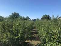 Distilerie tuica  plus livada 300 pruni