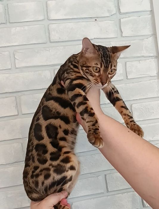 Бенгальские котята