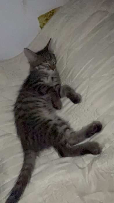 Отдам котенка в добрые руки