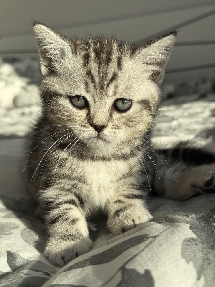 Продается котенок (девочка)