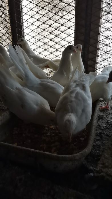 Бели гълъби по двойки