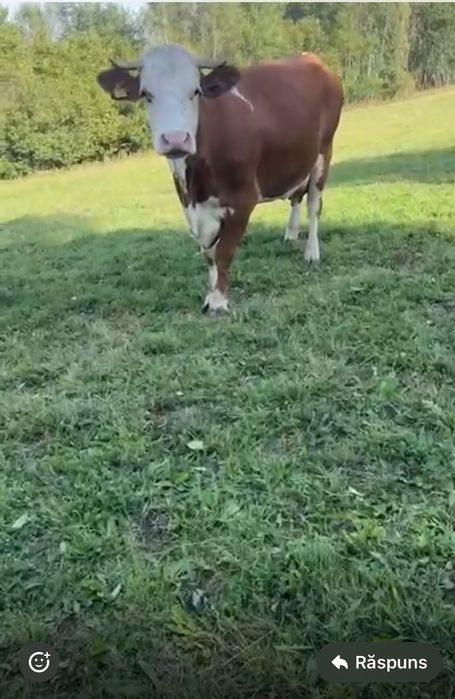 Vând vacă și junincă