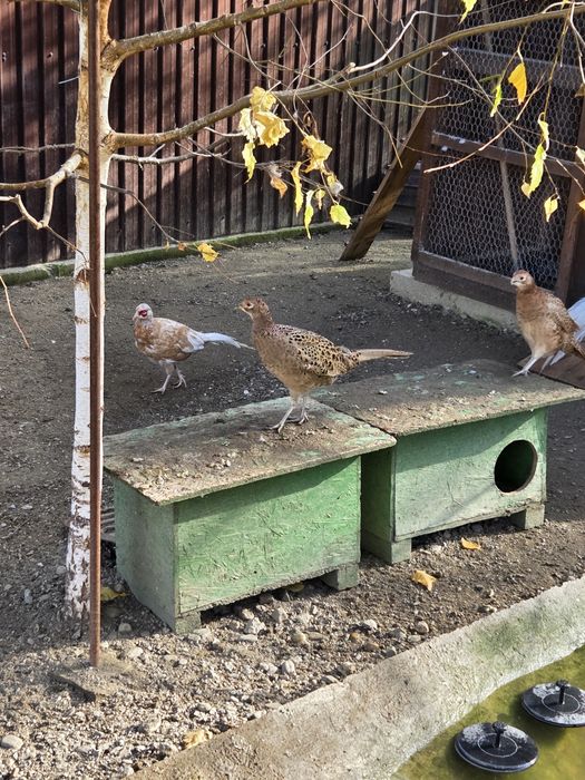 Fazani izabel si comuni