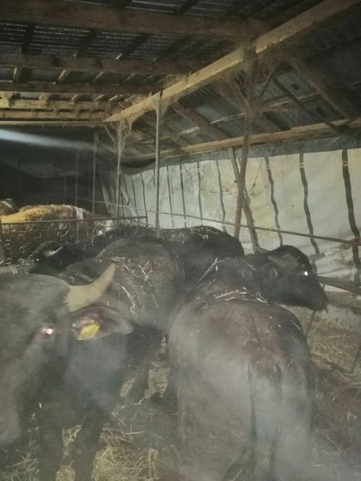 Vand viței de bivol