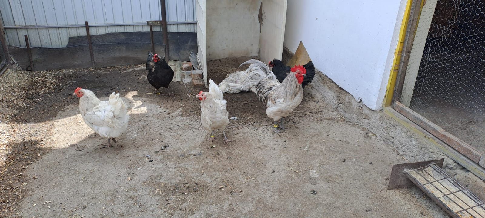 Oua  Australorp de vanzare