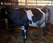 Vaca buna de lapte