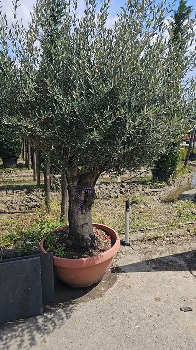 Maslini - Palmieri trachycarpus fortunei