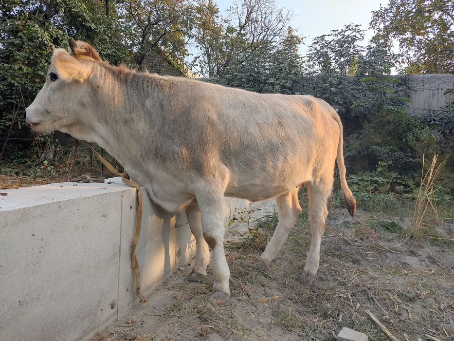 Shvet mol sotiladi