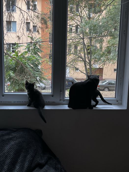 Подарявам котето Буу