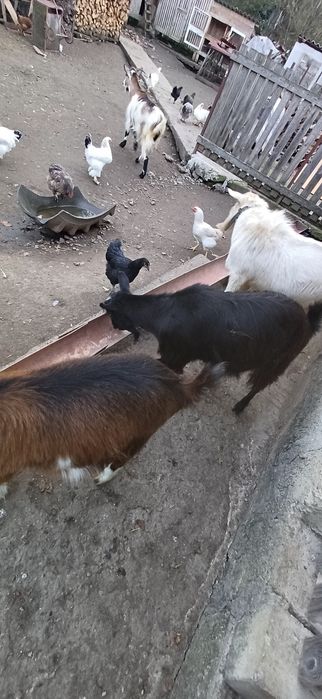 De vânzare 3 capre si un țap sannen